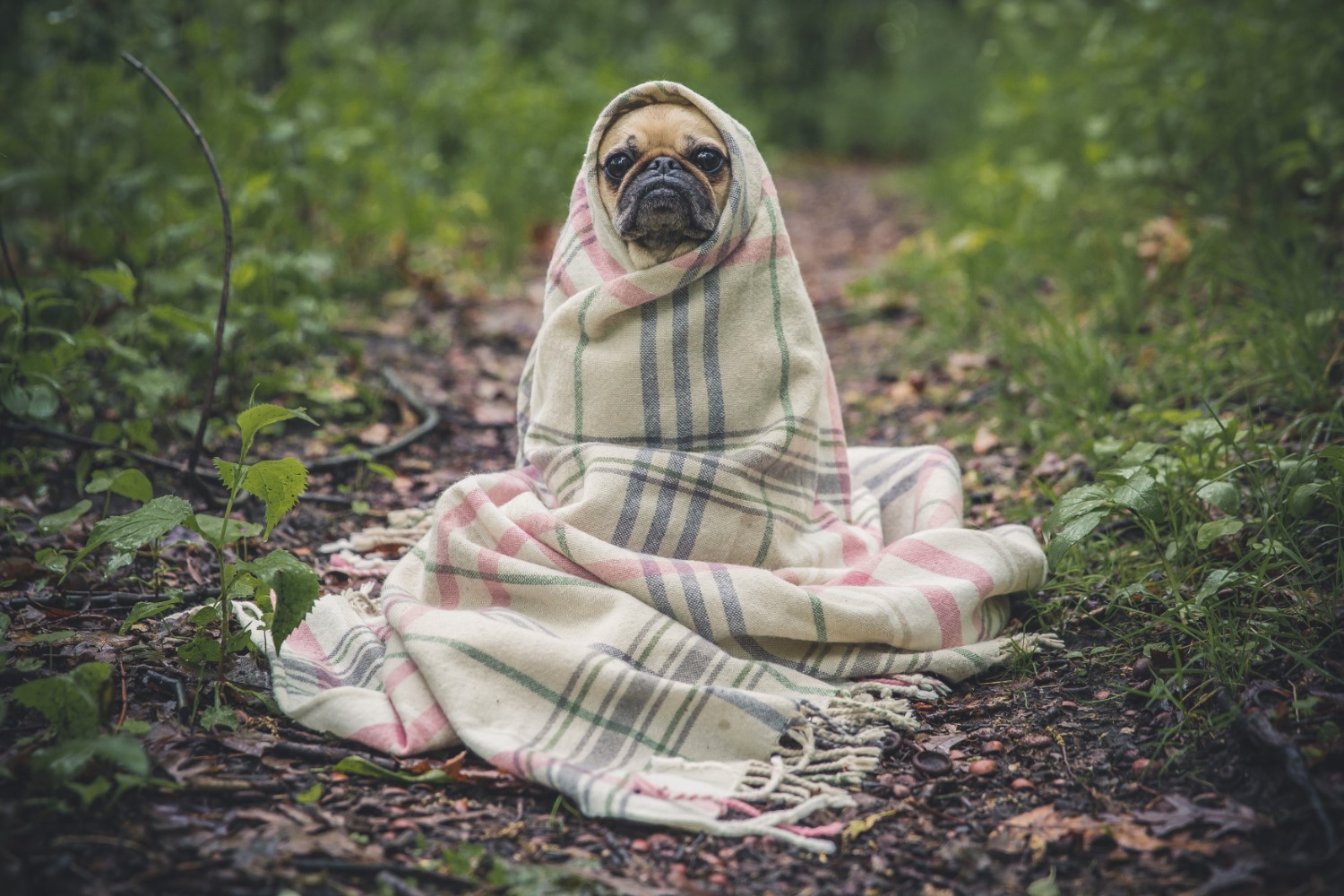 hondje in deken